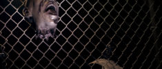 Image de Apocalypse Zombie