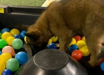 jouer avec son chien dans un escape game